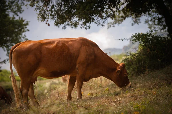 Brown Cow Grazing Shores Mountain Lake — Stock Photo, Image