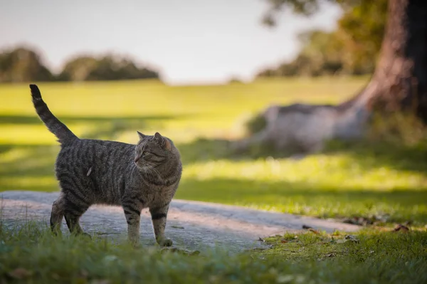 Grey Striped Cat Walks Path — Stock Photo, Image