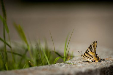Güzel bir kelebek beton bir levhada oturur..