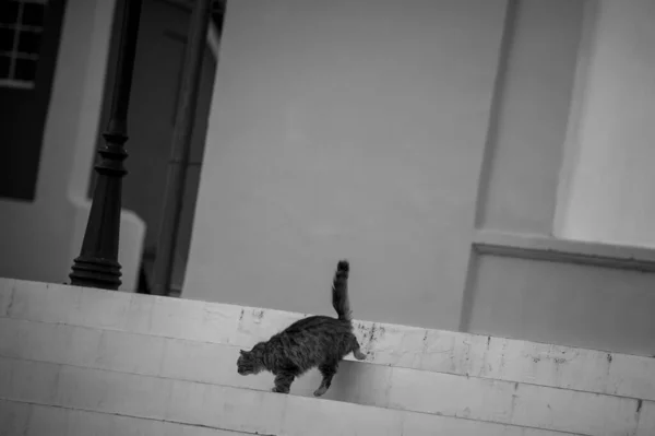 Gato Camina Por Las Escaleras Del Monasterio Pafnutyev Borovsk Borovsk —  Fotos de Stock