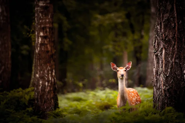 一只小鹿站在白桦树和小羊中间 — 图库照片