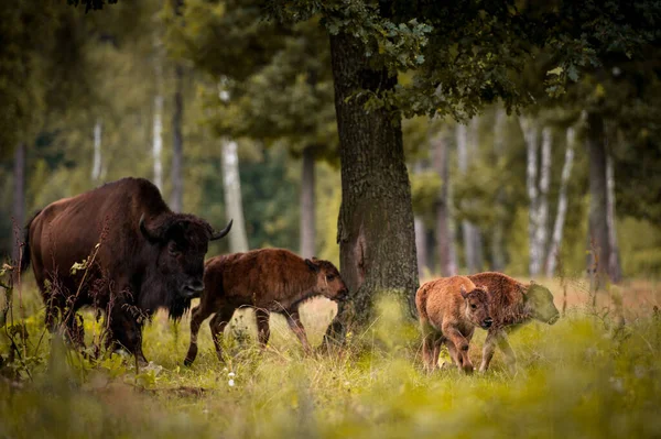 Bison Adulto Juvenil Pastando Reserva — Foto de Stock