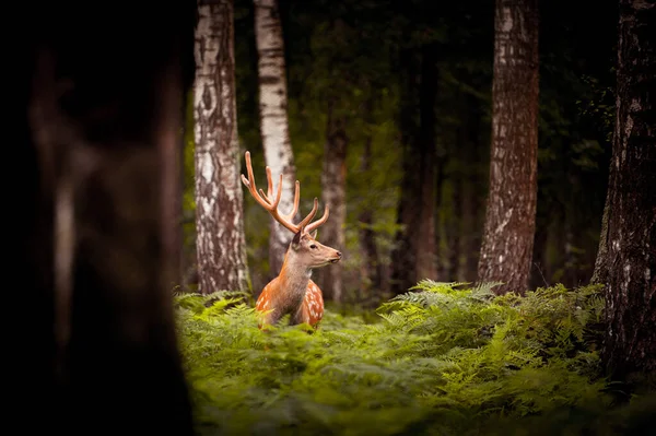 Jeune Cerf Tient Parmi Les Bouleaux Les Paparotes — Photo