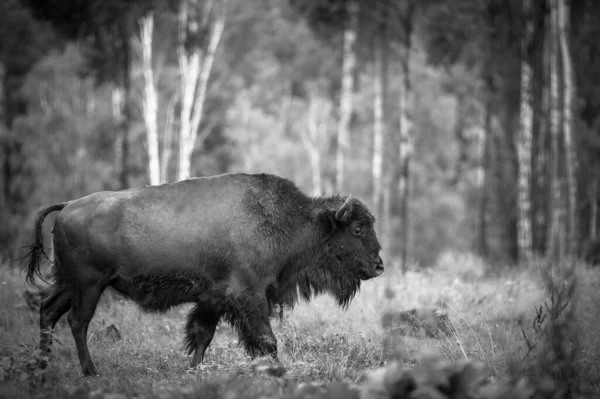 Pâturage Bisons Adultes Dans Réserve — Photo