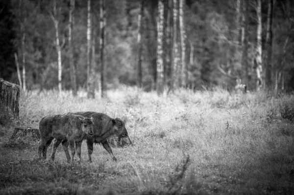Jóvenes bisontes pastando en la reserva —  Fotos de Stock