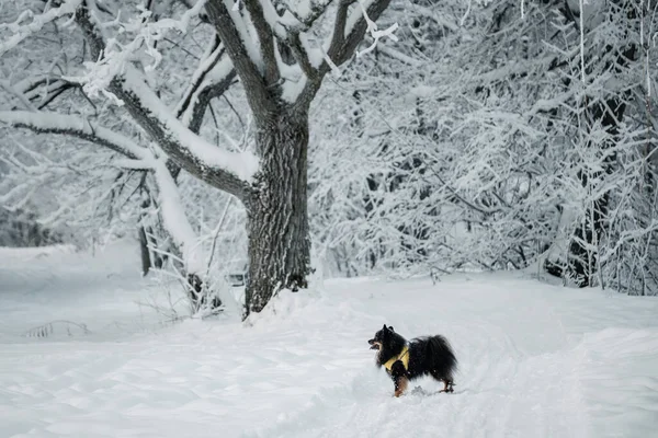 Small Dog Standing Snowy Forest — 스톡 사진