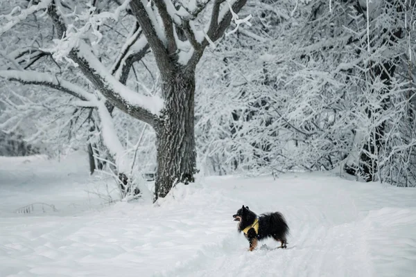 Small Dog Standing Snowy Forest — Stockfoto
