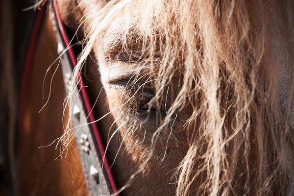 Cartera: eugenesergeev | Fotos, ilustraciones y arte vectorial de