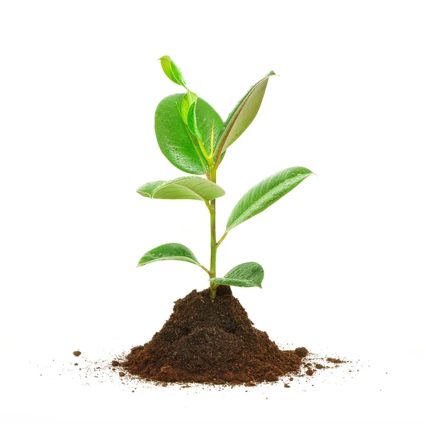 Plant tree white background — Stock Photo, Image