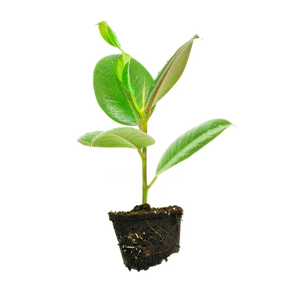 Planta joven en el suelo sobre blanco — Foto de Stock