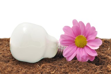 enerji tasarruflu ampul ve çiçek