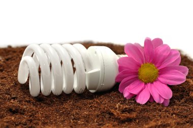 enerji tasarruflu ampul ve çiçek