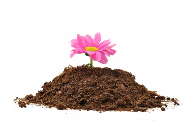 Young plant with flower in ground isolated on white — Stock Photo, Image