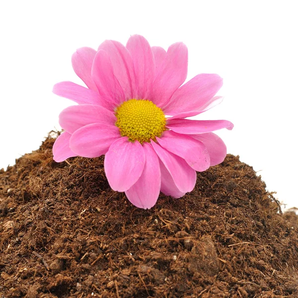 Planta joven con flor en el suelo aislada en blanco — Foto de Stock