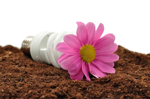 Lâmpada de poupança de energia e flor — Fotografia de Stock