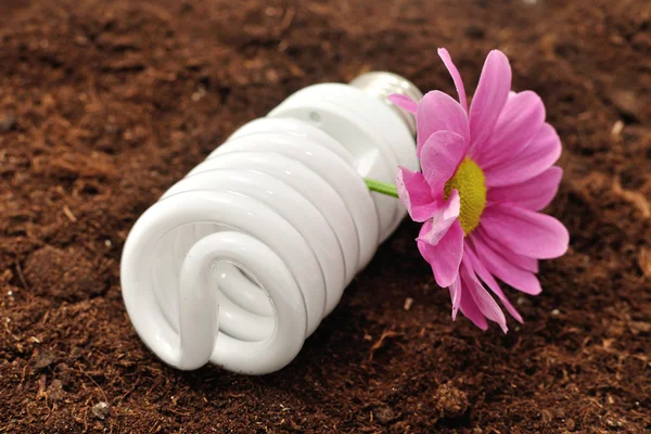 Lampadina a risparmio energetico e fiore — Foto Stock