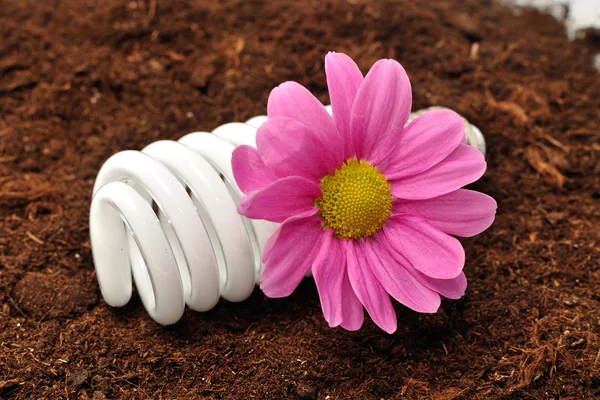 Energooszczędne żarówki i kwiat — Zdjęcie stockowe