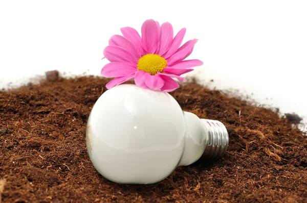 Энергосберегающие лампочки и цветы — стоковое фото