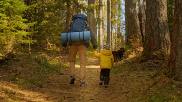 Pomalý pohyb Šťastný otec a syn Cestovat společně pěšky přes slunný podzimní les. Otec a syn šplhají po lesní stezce společně, otec drží syna za ruce při chůzi lesem. — Stock video