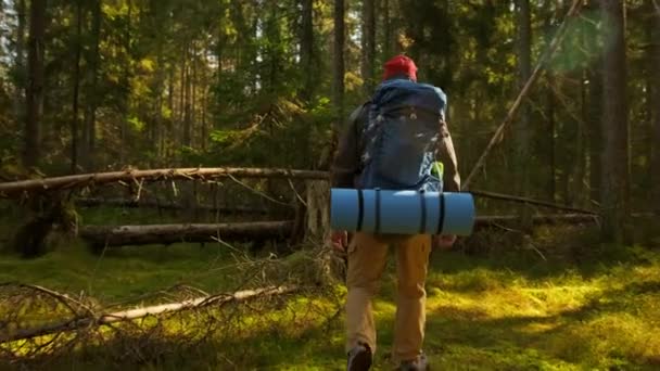 배경은 녹색 숲의 야외로 여행하는 사람들 이다. The Male Tourist is Hiking With Blue Hiking Backpack and Red Hat, Walking Through in Green Impenetrable Forest in Summer Sunny Weather. — 비디오