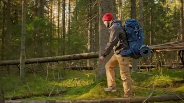 Slow Motion Side View Man Traveling Outdoors in Green Forest Autumn (dalam bahasa Inggris). Male Tourist Hiking With Blue Hiking Backpack, Walking Through in Green Impenetrable Coniferous Forest in Summer Sunny Weather. — Stok Video