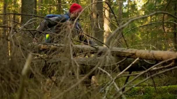 Junger unrasierter Tourist mit rotem Hut, Touristenausrüstung und blauer Wandertasche läuft durch sonnigen sommerlichen Nadelwald mit hohen Bäumen und klettert unterwegs über umgestürzte Bäume. Reisen im Forest Park. — Stockvideo