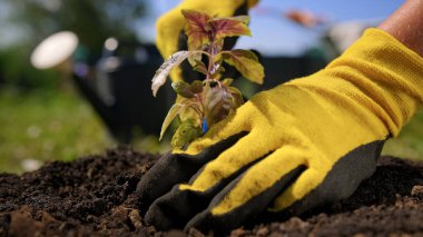 Çiftçi, başka bir toprağa nakil için kökleri olan mor fesleğen bitkisini dikkatlice kazıyor. Organik olarak yararlı bir bitki için bahçıvana dikkat et. Mor fesleğene dikkat et.