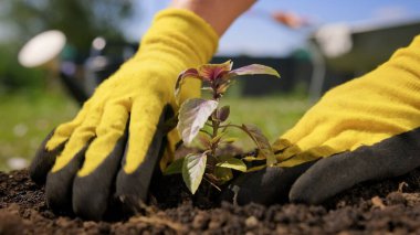 Çiftçi, başka bir toprağa nakil için kökleri olan mor fesleğen bitkisini dikkatlice kazıyor. Organik olarak yararlı bir bitki için bahçıvana dikkat et. Mor fesleğene dikkat et.