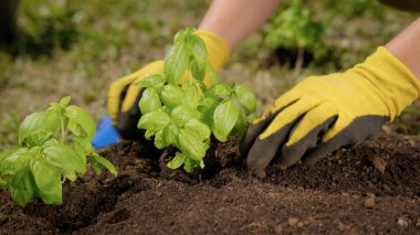 Çiftçi elleriyle verimli topraklarda küçük yeşil fesleğen filizleri yetiştirir. Çiftçi çiftliğinde organik fesleğen salatası yetiştiriyor. Çiftlikte organik olarak saf bitkiler yetiştiriyorlar..