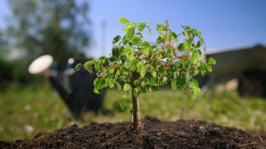 Bonsai Bahçe Konsepti. Yaz yağmuru suları güneş ışığına çıkar. Bahçıvan, yaz mevsiminde verimli topraklarda büyüyen küçük yeşil bonsai ağacını sular. Sulama ve yeşil bitkilerle ilgilenme süreci.