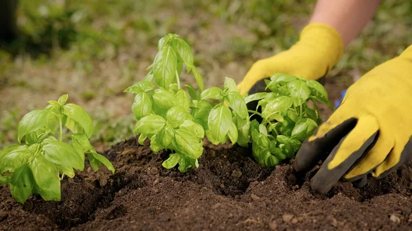 Farmer plants small sprouts of green basil plant in fertile land with his hands. Farmer grows organic basil salad on his farm. Growing organically pure plants plants on farm.