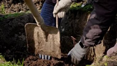 Close-up a farmer plants a tree with a root in fertile soil in a dug hole, spreads the roots of the plant with his hands and covers it with earth. Agriculture concept.