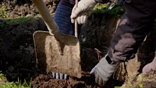 Close-up a farmer plants a tree with a root in fertile soil in a dug hole, spreads the roots of the plant with his hands and covers it with earth. Agriculture concept. — Stok video