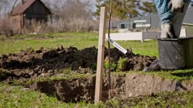 Close up man pours water from bucket on young tree seedling in dug hole in sunny weather in park. agriculture concept. Volunteers plant trees and water.