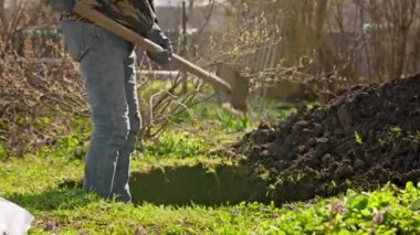 Man with shovel is digging hole in ground preparing soil for planting tree. Elderly male farmer digs hole in ground for planting plant in fertile soil. Farmer works on farm digging hole.