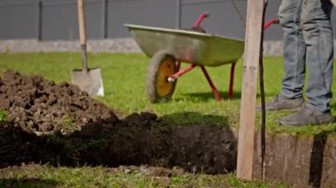 Farm workers fill up with shovels dug hole of fertile soil with planted seedling of plants in summer sunny weather. Volunteers plant trees, cover tree saplings with earth. Agriculture concept.