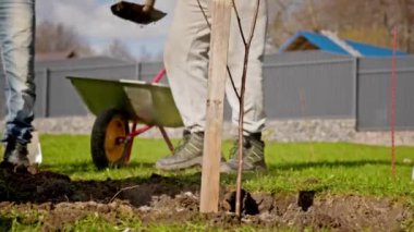Farmers plant young trees in fertile soil, farmer fertilize tree with plant fertilizer and fills dug hole with tree with earth from shovel. Process of planting plant by volunteers in sunny weather.