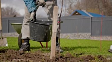 Process of watering young tree seedlings into fertile soil. Volunteer planting tree and watering. Farmer pours water from a bucket on young tree seedlings in sunny weather. Agriculture concept.