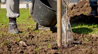 Farmer pours water from a bucket on young tree seedlings in sunny weather. Volunteer planting tree and watering. Process of watering young tree seedlings into fertile soil. Agriculture concept.