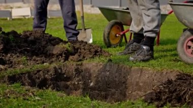 Farmers work on farm and fill layer of fir cones into pit for fertilizing and planting young tree seedlings. Man pours pine cones from bag into pit before planting plant in ground.