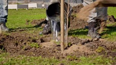Close-up slow motion farmer pours water from bucket into root system of planted young tree sapling with fertilizer of wood ash around. Watering plants with water from bucket.