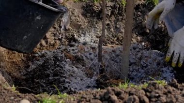 Close-up farmer pours water from bucket into root system of planted young tree sapling with fertilizer of wood ash around. Watering plants with water from bucket.