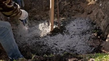 Farmers plant young trees in fertile soil, farmer fertilizes land with tree ash fertilizer for plants. Process planting and fertilizing land by fertilizing plants by volunteers in sunny weather.