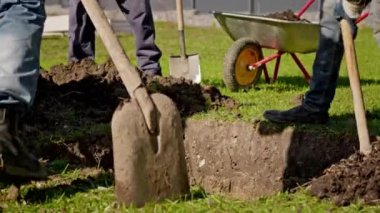 People are working digging ground with shovel on farm. Farmers prepare dug hole before planting tree, fill fertile land with chernozem and sand in pit before planting seedlings in sunny weather.