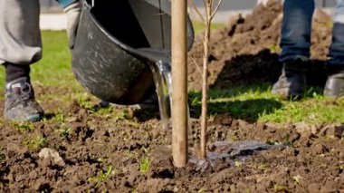 Close-up slow motion farmer pours water from bucket into root system of planted young tree sapling with fertilizer of wood ash around. Watering plants with water from bucket.