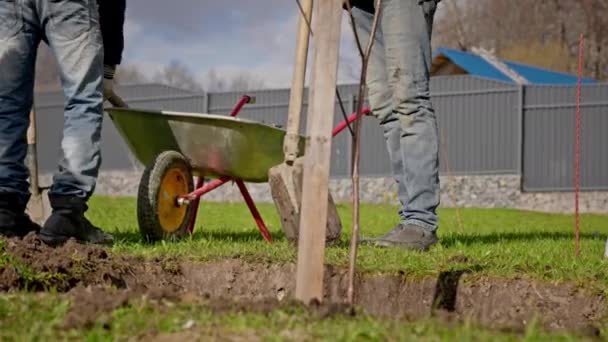 Volunteers plant trees, cover tree saplings with earth. Farm workers fill up with shovels dug hole of fertile soil with planted seedling of plants in summer sunny weather. Agriculture concept. — Video Stock