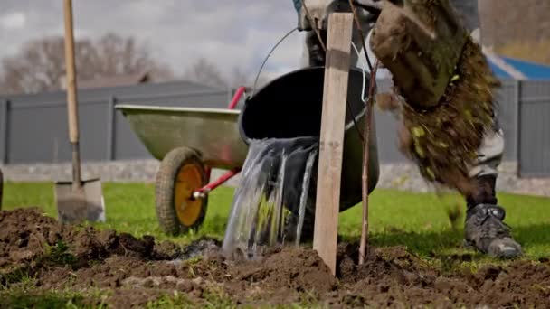 Volunteer planting tree and watering. Process of watering young tree seedlings into fertile soil. Farmer pours water from a bucket on young tree seedlings in sunny weather. Agriculture concept. — Video Stock