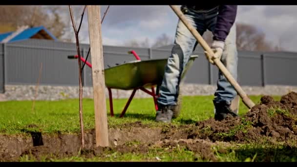 Volunteers plant trees, cover tree saplings with earth. Farm workers fill up with shovels dug hole of fertile soil with planted seedling of plants in summer sunny weather. Agriculture concept. — Video Stock