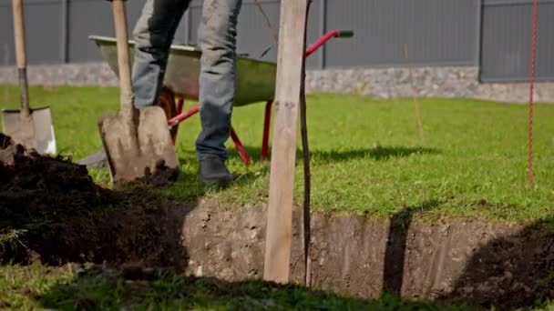 Volunteer planting tree and watering. Process of watering young tree seedlings into fertile soil. Farmer pours water from a bucket on young tree seedlings in sunny weather. Agriculture concept. — Video Stock