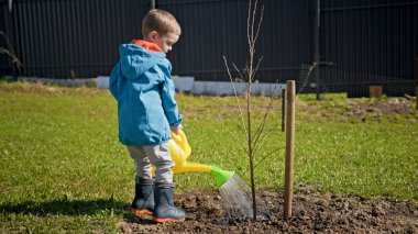 Small blond caucasian boy in blue jacket takes yellow watering can and waters young sapling of tree in summer sunny weather on farm. Volunteer child takes care of nature and waters plants.